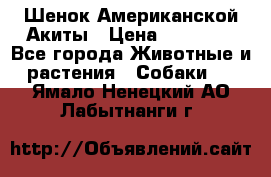 Шенок Американской Акиты › Цена ­ 35 000 - Все города Животные и растения » Собаки   . Ямало-Ненецкий АО,Лабытнанги г.